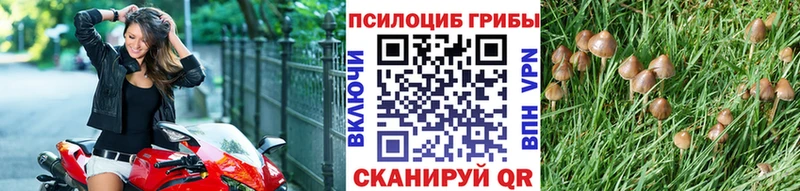 Псилоцибиновые грибы Psilocybe  Купить закладки  Зерноград 